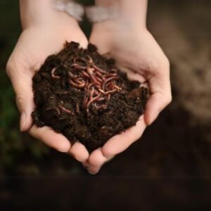 Vermi Compost